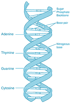 Diagram of DNA strands, from the National Institutes of Health